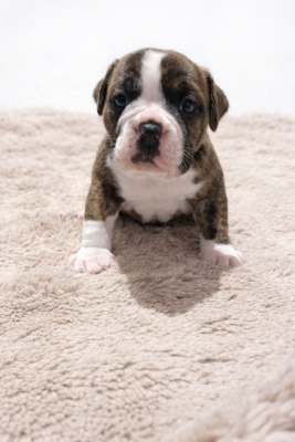 Les chiots de Bulldog continental