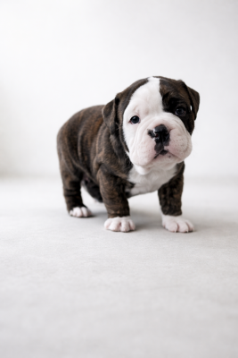 Les chiots de Bulldog continental
