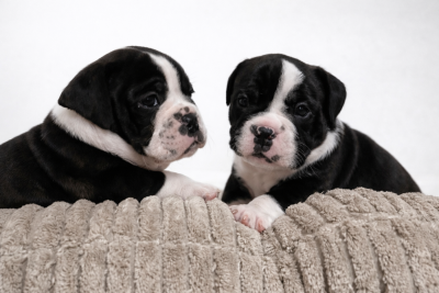 Les chiots de Bulldog continental
