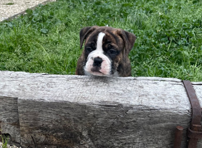 Les chiots de Bulldog continental