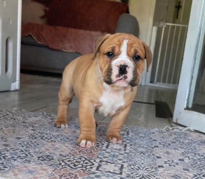Les chiots de Bulldog continental