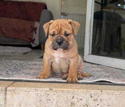 Les chiots de Bulldog continental