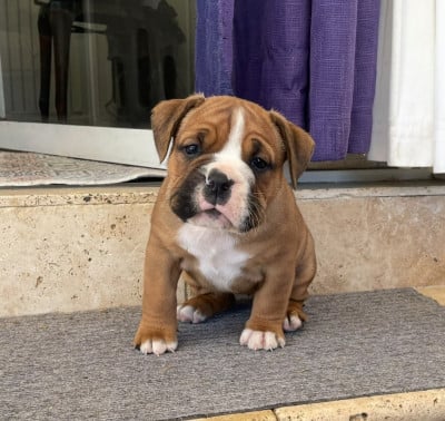 Les chiots de Bulldog continental