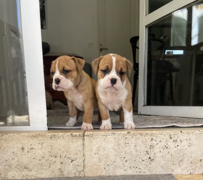 Les chiots de Bulldog continental
