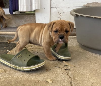 Les chiots de Bulldog continental