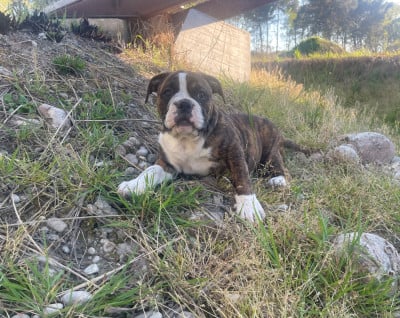 Les chiots de Bulldog continental