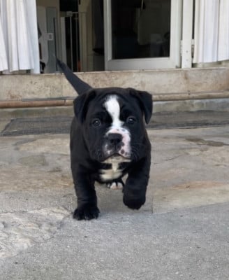 Les chiots de Bulldog continental