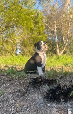 Les chiots de Bulldog continental