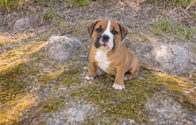 Les chiots de Bulldog continental