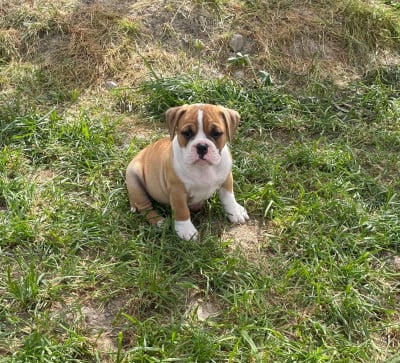 Les chiots de Bulldog continental