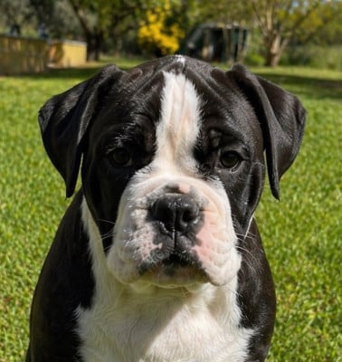 Les chiots de Bulldog continental