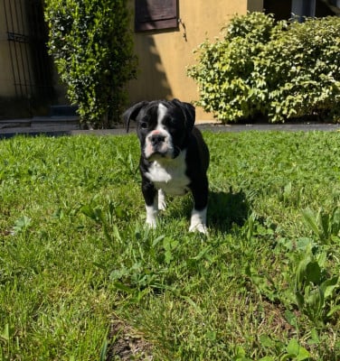 Les chiots de Bulldog continental