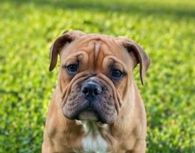 Les chiots de Bulldog continental