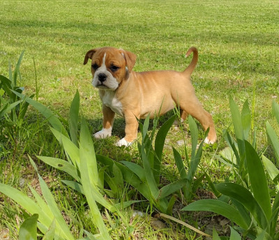 Les chiots de Bulldog continental