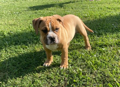 Les chiots de Bulldog continental