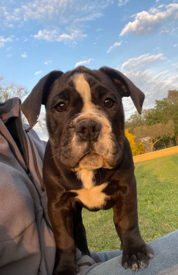 Les chiots de Bulldog continental