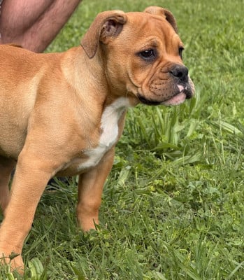 Les chiots de Bulldog continental