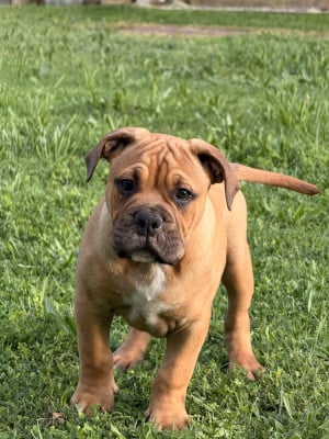 Les chiots de Bulldog continental