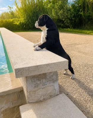 Les chiots de Bulldog continental