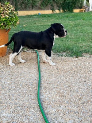 Les chiots de Bulldog continental