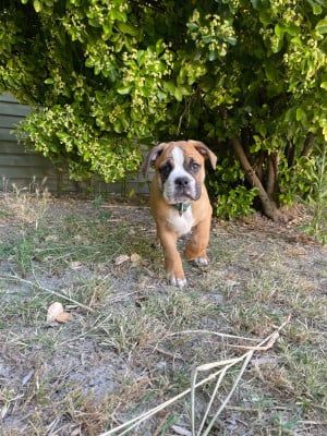 Les chiots de Bulldog continental