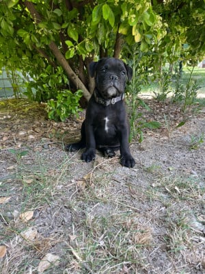 Les chiots de Bulldog continental