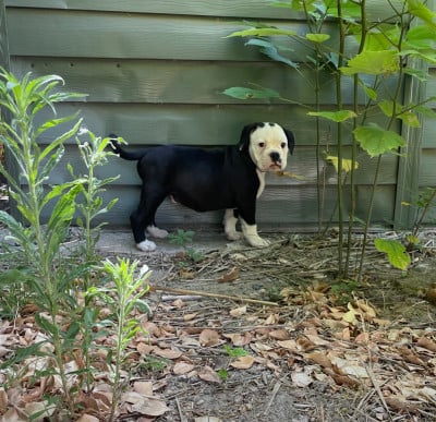 Les chiots de Bulldog continental