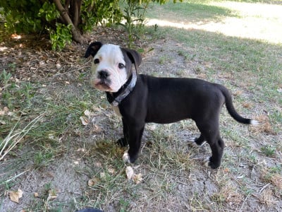 Les chiots de Bulldog continental