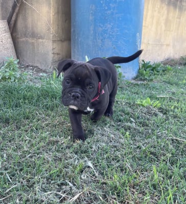 Les chiots de Bulldog continental