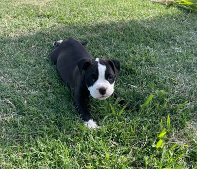 Les chiots de Bulldog continental