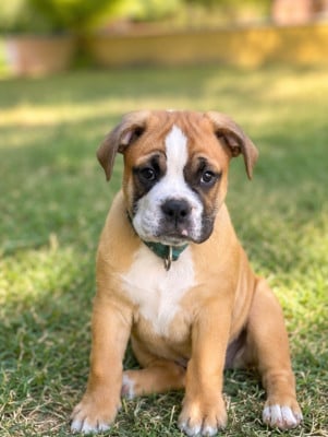 Les chiots de Bulldog continental