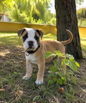 Les chiots de Bulldog continental