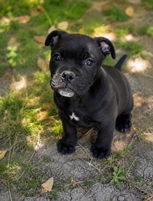 Les chiots de Bulldog continental