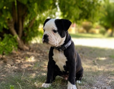 Les chiots de Bulldog continental
