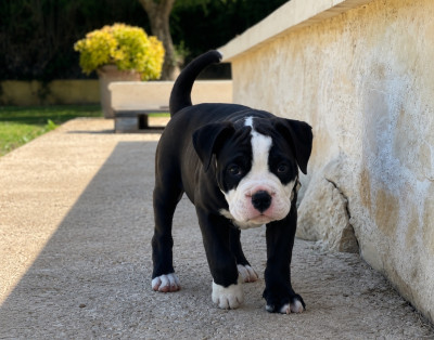 Les chiots de Bulldog continental
