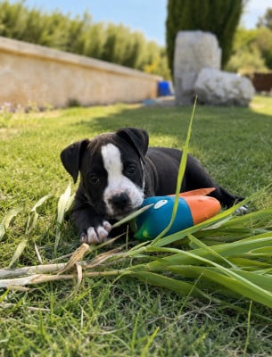 Les chiots de Bulldog continental