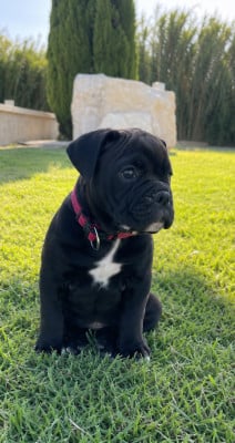 Les chiots de Bulldog continental