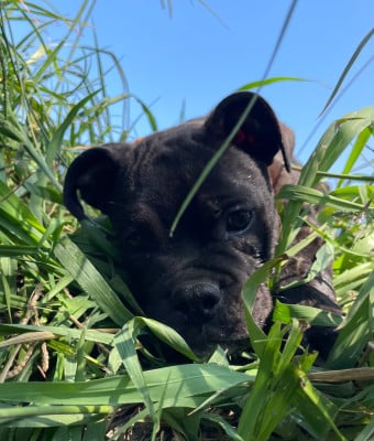 Les chiots de Bulldog continental