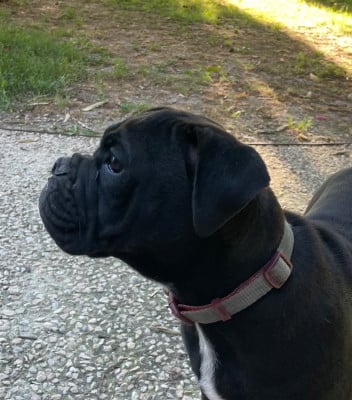 Bohème - Bulldog continental
