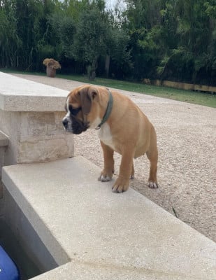Les chiots de Bulldog continental