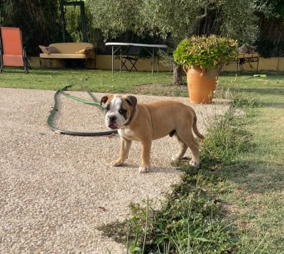 Les chiots de Bulldog continental