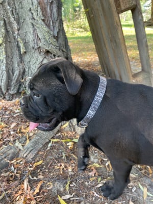 Les chiots de Bulldog continental