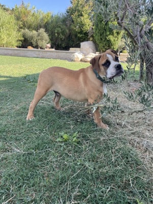 Les chiots de Bulldog continental