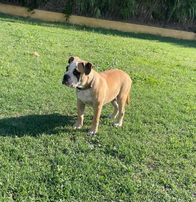 Les chiots de Bulldog continental
