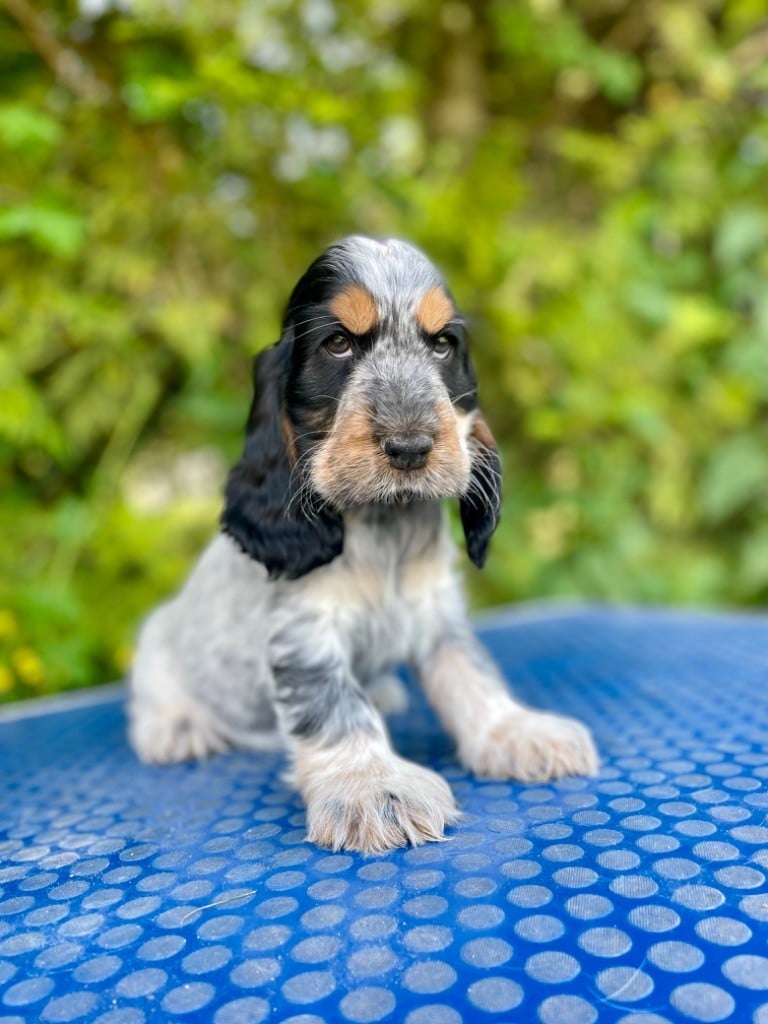 Like A Part Of Me Arley quinn