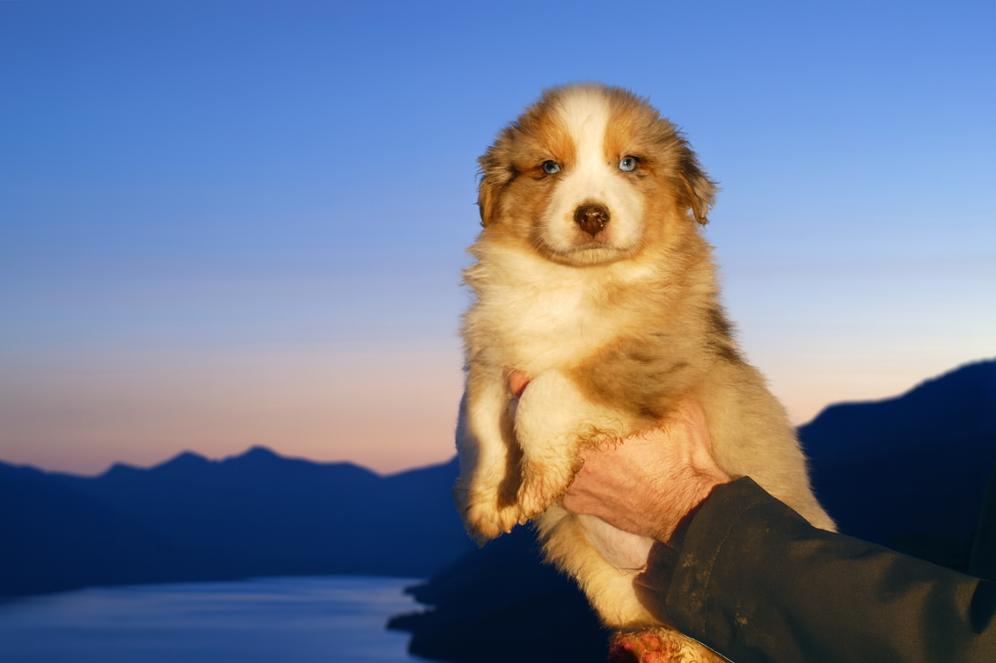 CHIOT 8 - Berger Australien