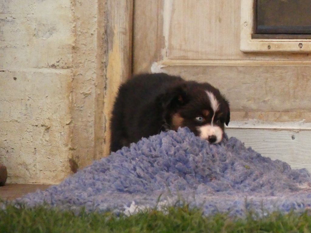 Berger Australien - Des Rêves Du Berger