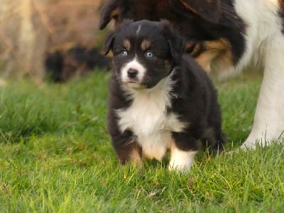 Les chiots de Berger Australien