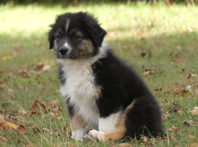 Les chiots de Berger Australien