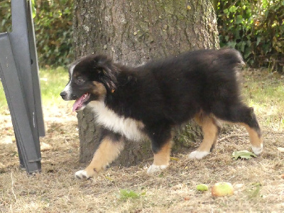 Les chiots de Berger Australien